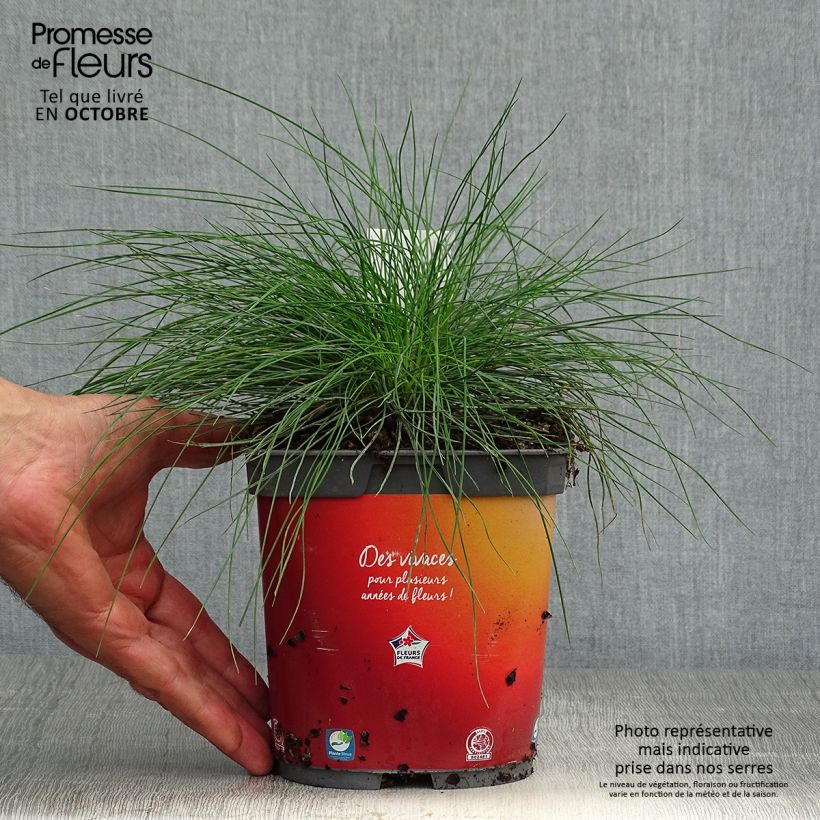 Exemplaar van Festuca glauca - Schapengras Pot van 2 l/3 l zoals geleverd in de herfst