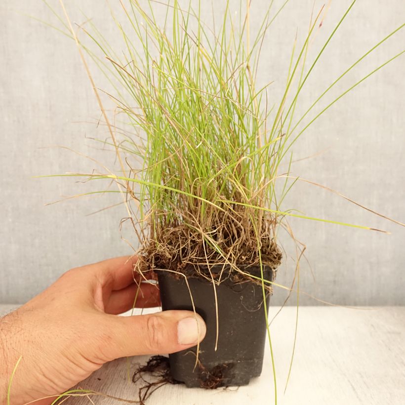 Exemplaar van Festuca ovina - Schapengras Kweekpotje van 8/9 cm zoals geleverd in de zomer
