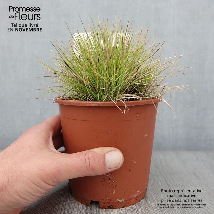 Exemplaar van Fetuque, Festuca glauca Golden Toupee Pot de 1L/1,5L zoals geleverd in de herfst