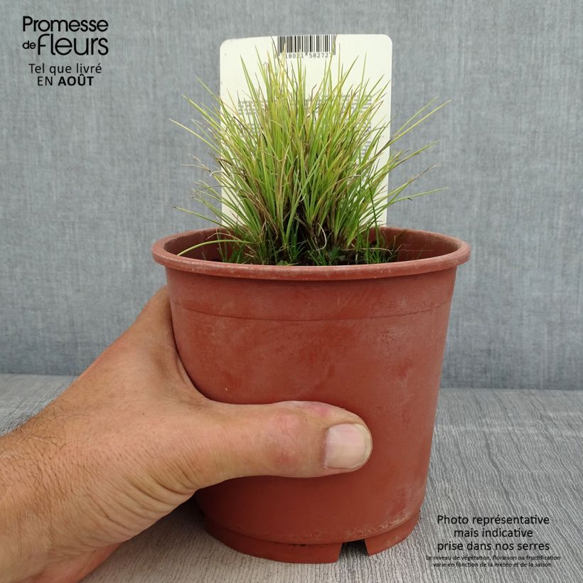 Exemplaar van Festuca glauca Golden Toupee - Blauw schapengras Pot van 1 l/1,5 l zoals geleverd in de zomer