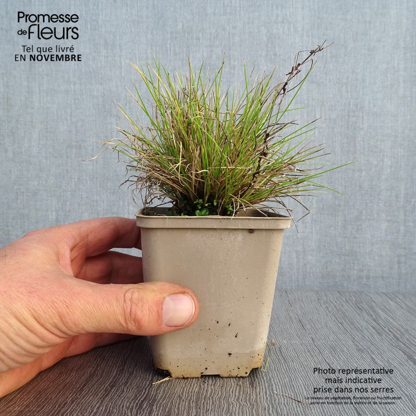 Exemplaar van Festuca glauca Golden Toupee - Blauw schapengras Kweekpotje van 8/9 cm zoals geleverd in de herfst