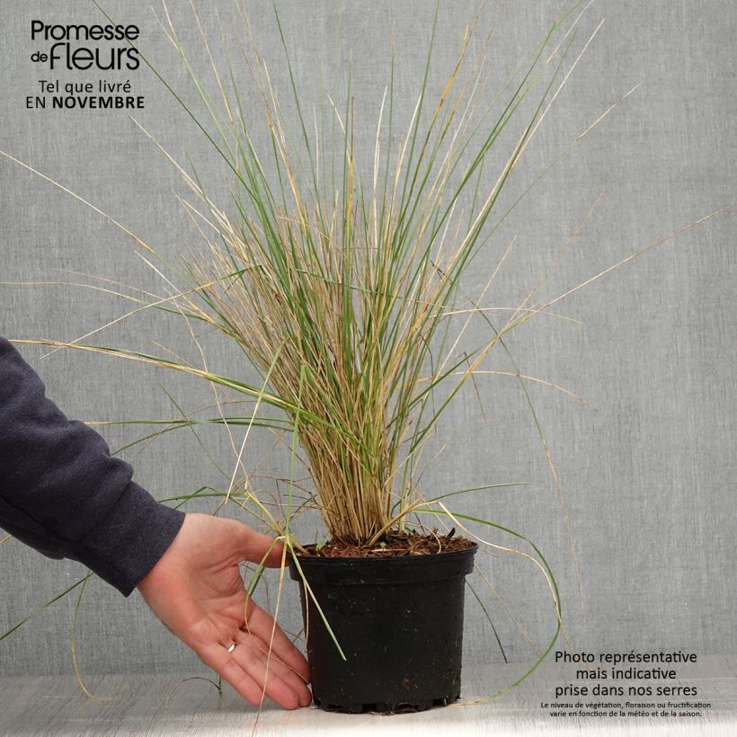 Exemplaar van Festuca mairei - Zwenkgras Pot van 2 l/3 l zoals geleverd in de herfst
