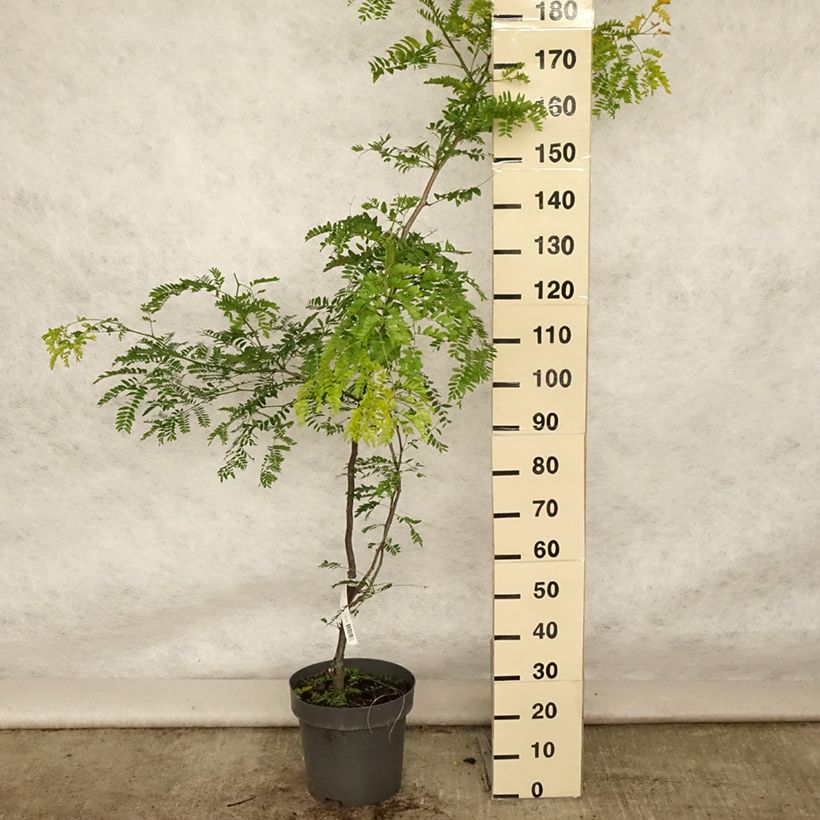 Exemplaar van Gleditsia triacanthos Sunburst - Valse christusdoorn Pot van 7,5 l/10 l, Kroonhoogte zoals geleverd in de zomer