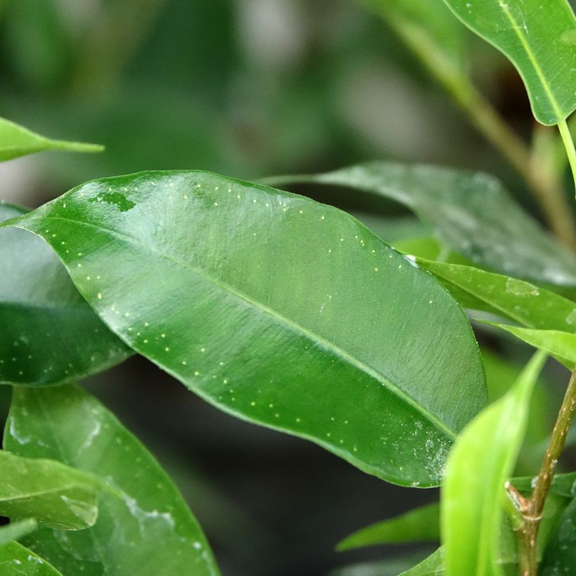 Ficus benjamina Natasja - Treurvijg (Blad)