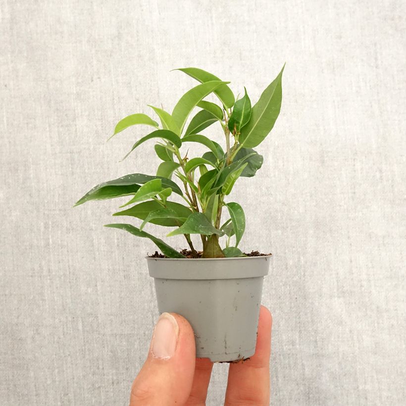 Example of Ficus benjamina Natasja - Treurvijg Mini-kamerplanten as you get in printemps