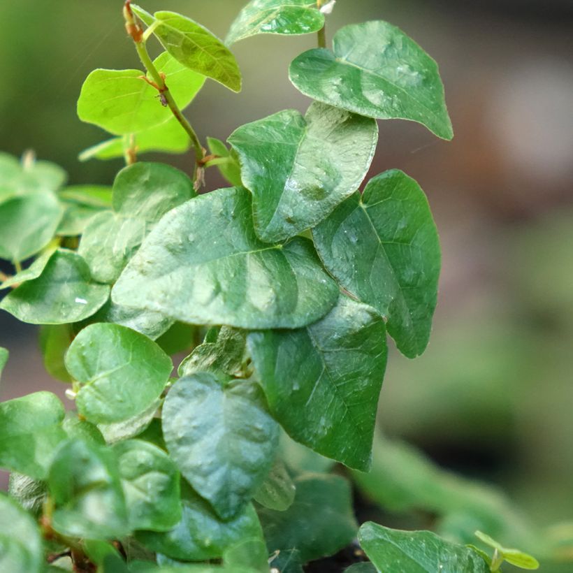Ficus pumila Arina - Klimvijg (Foliage)