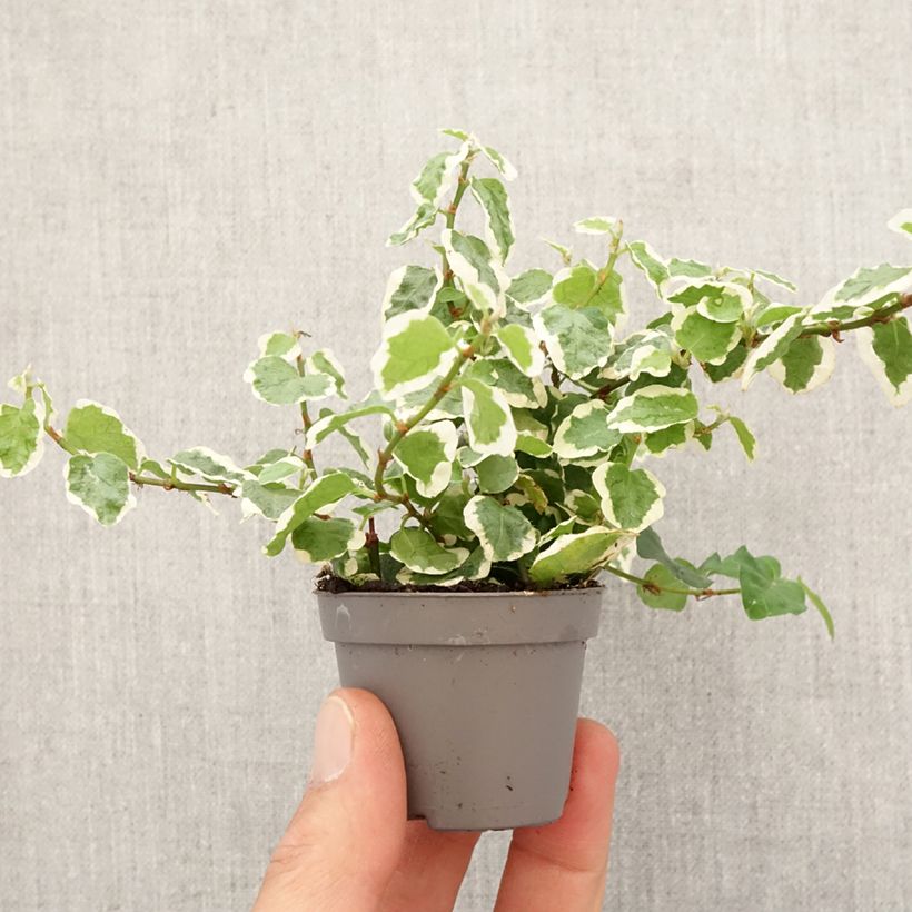 Example of Ficus pumila Bellus - Klimvijg Mini-kamerplanten as you get in printemps