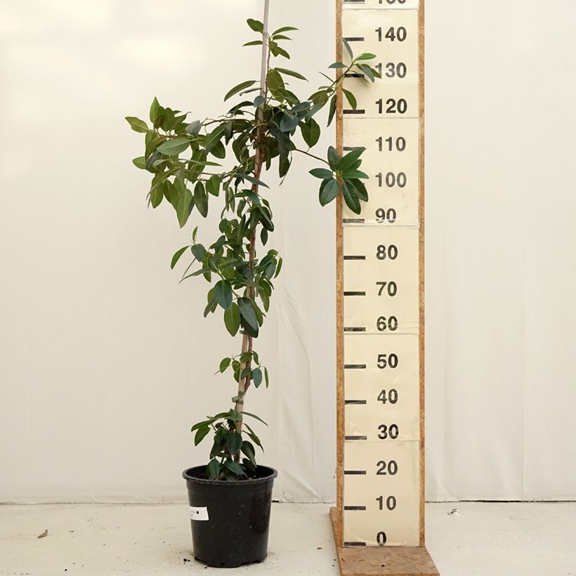 Exemplaar van Ficus rubiginosa Australis - Australische vijgenboom Pot van 7,5 l/10 l zoals geleverd in de herfst