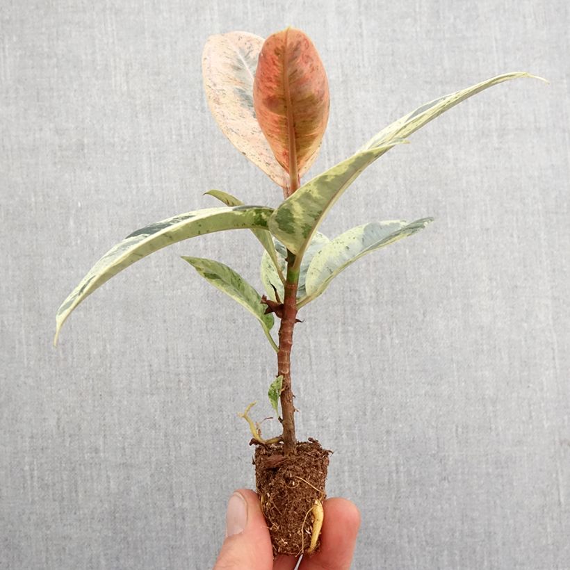 Example of Ficus elastica Shivereana - Rubberplant Mini-kamerplanten as you get in printemps