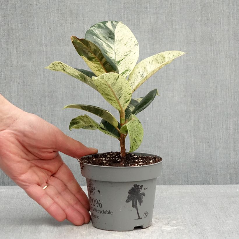 Example of Ficus elastica Shivereana - Rubberplant Pot van 12 cm / 13 cm as you get in printemps