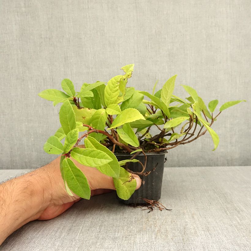 Exemplaar van Ficus tikoua - Vijgeboom Kweekpotje van 8/9 cm zoals geleverd in de zomer