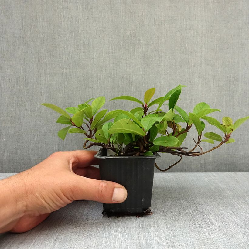 Exemplaar van Ficus tikoua - Vijgeboom Kweekpotje van 8/9 cm zoals geleverd in de lente