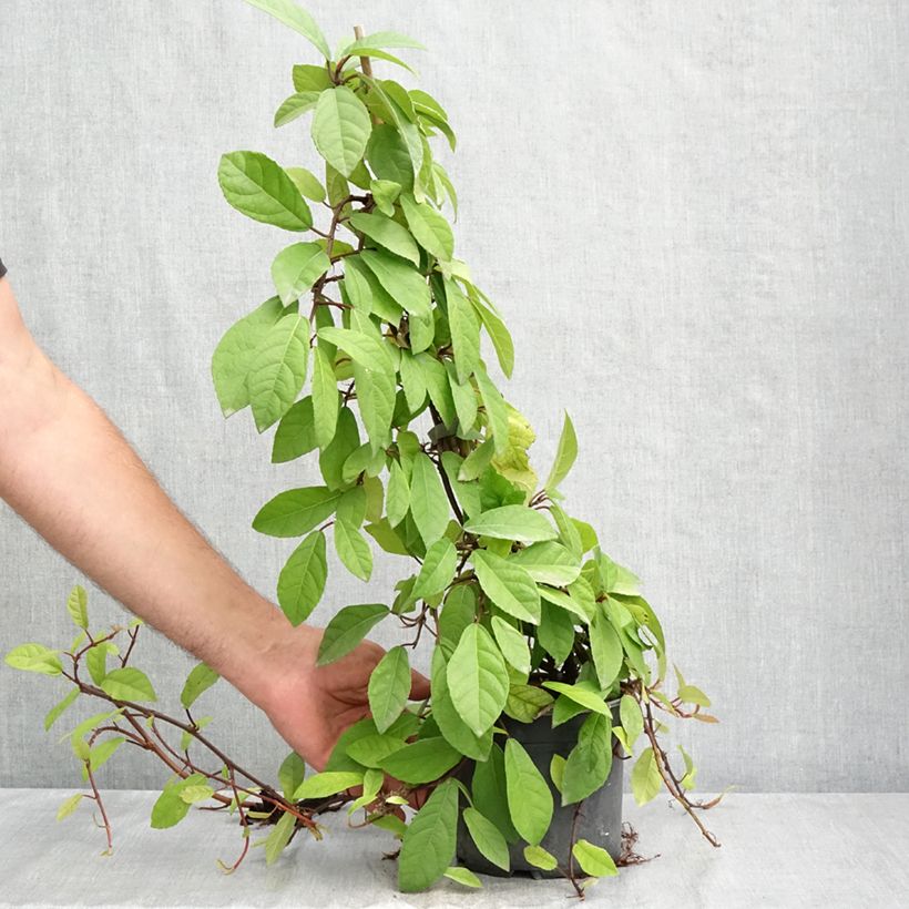 Exemplaar van Ficus tikoua - Vijgeboom Pot van 2 l/3 l zoals geleverd in de zomer