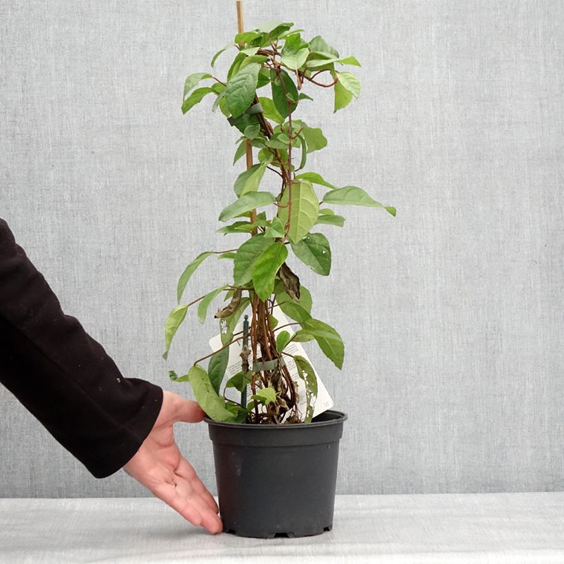 Exemplaar van Ficus tikoua - Figuier des guêpes                           Pot de 2L/3L zoals geleverd in de winter