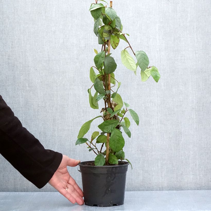 Exemplaar van Ficus tikoua - Vijgeboom Pot van 2 l/3 l zoals geleverd in de lente