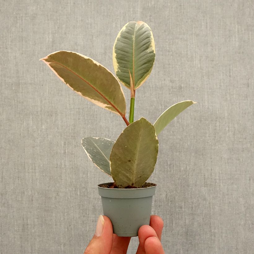 Example of Ficus elastica Tineke - Rubberplant Mini-kamerplanten as you get in automne