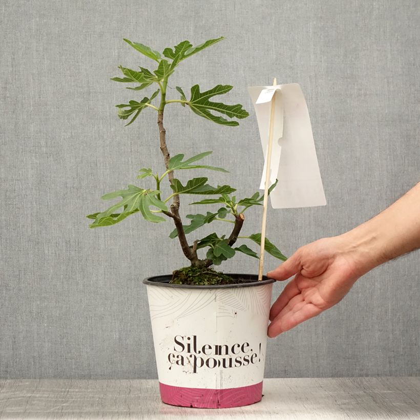 Exemplaar van Vijgenboom Bornholms Diamant Pot van 4 l/5 l, Pol zoals geleverd in de zomer