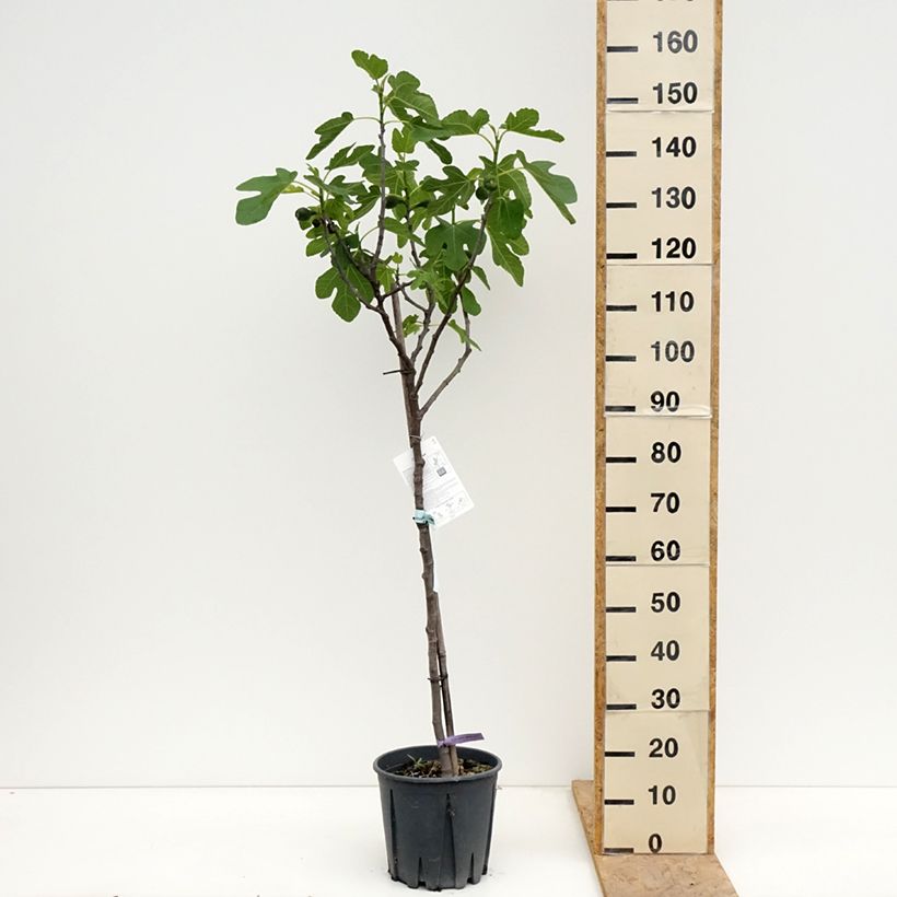 Exemplaar van Vijgenboom Brown Turkey Pot van 7,5 l/10 l, Half-hoge stam zoals geleverd in de lente