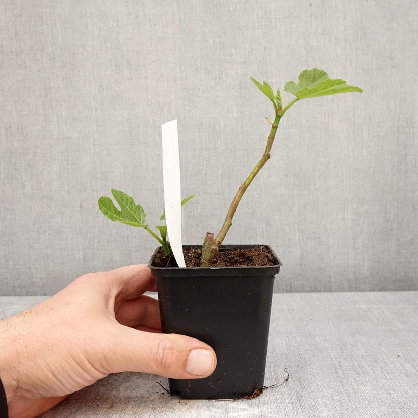 Exemplaar van Vijgenboom Brown Turkey Kweekpotje van 8/9 cm zoals geleverd in de lente