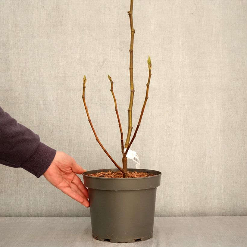 Exemplaar van Vijgenboom Brunswick Pot van 4 l/5 l, Struik zoals geleverd in de lente