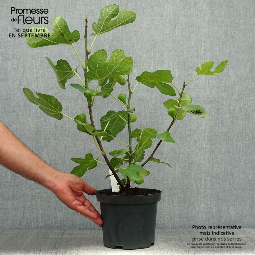 Exemplaar van Vijgenboom Portogallo Pot van 2 l/3 l, Struik zoals geleverd in de herfst