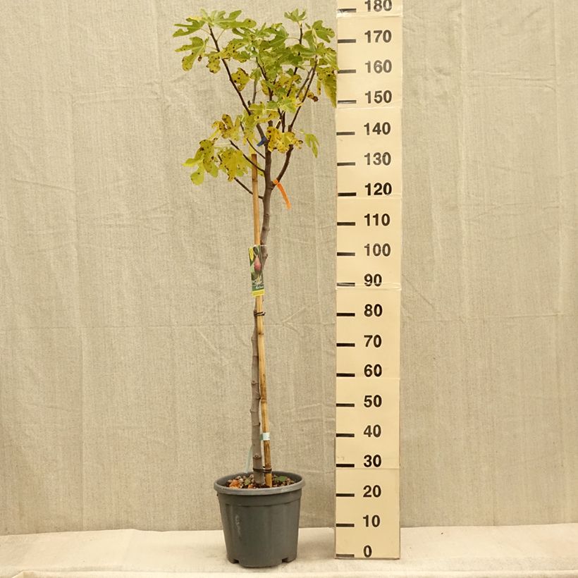 Exemplaar van Vijgenboom Grise de Tarascon Pot van 12 l/15 l, Half-hoge stam zoals geleverd in de herfst