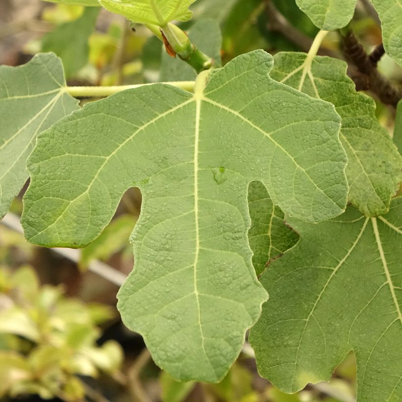 Vijgenboom Grise de Tarascon (Blad)