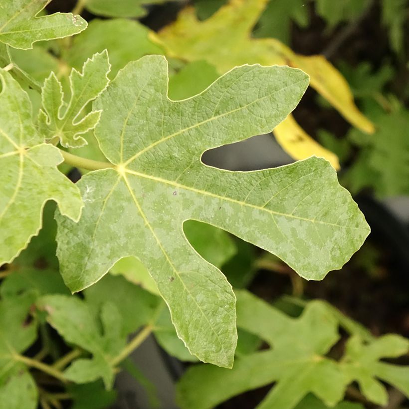 Vijgenboom Osborn's Prolific (Blad)