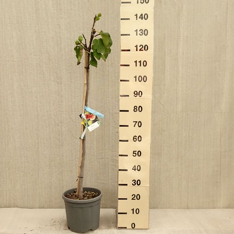 Exemplaar van Vijgenboom Sucre Vert Pot van 12 l/15 l, Half-hoge stam zoals geleverd in de herfst