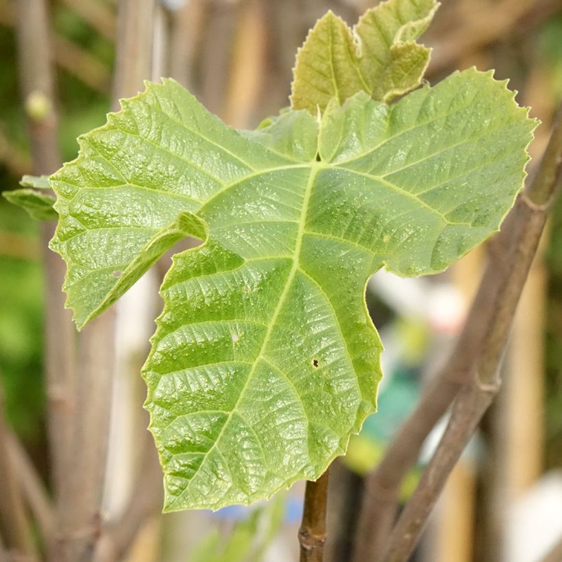 Vijgenboom Sultane (Blad)