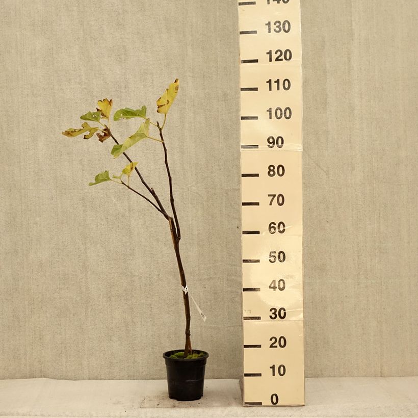 Exemplaar van Vijgenboom Firoma Pot van 4 l/5 l, Pol zoals geleverd in de herfst