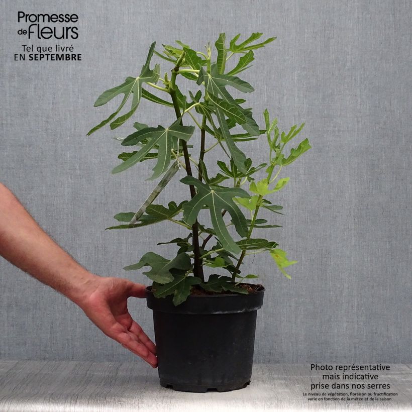 Exemplaar van Vijgenboom Goutte d'Or Pot van 2 l/3 l zoals geleverd in de herfst