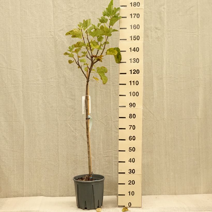 Exemplaar van Vijgenboom Grisette Pot van 12 l/15 l, Half-hoge stam zoals geleverd in de herfst