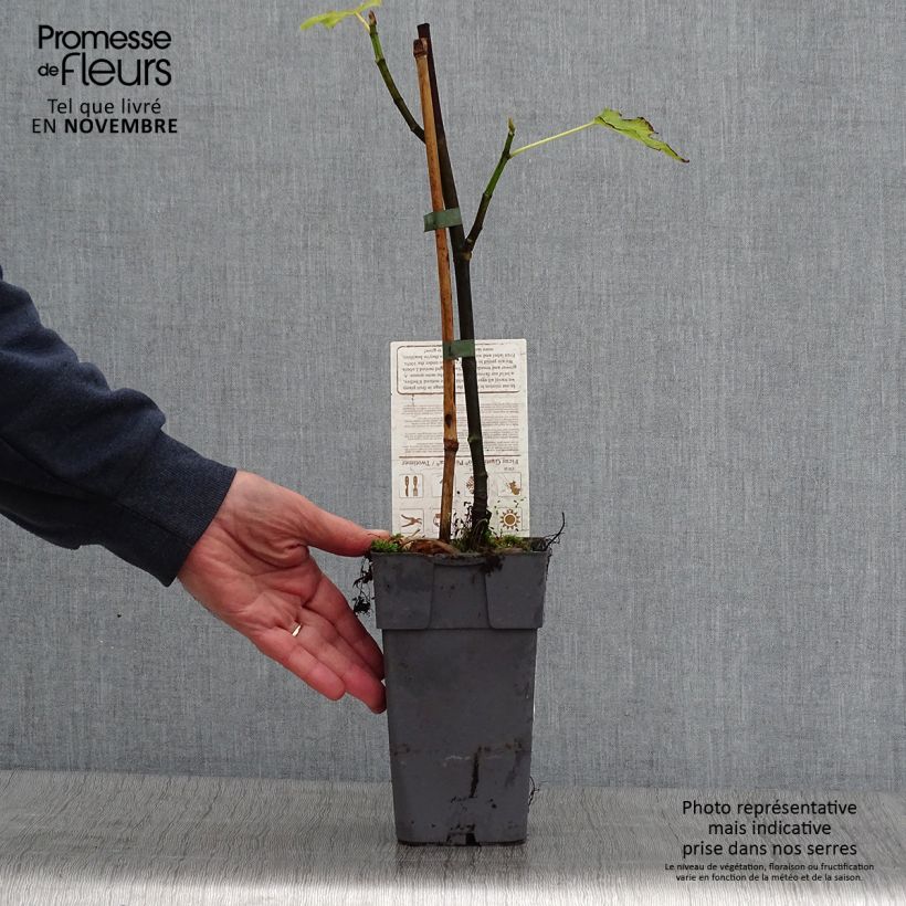 Exemplaar van Vijgenboom Gustissimo Perretta - Ficus carica Pot van 2 l/3 l, Struik zoals geleverd in de herfst