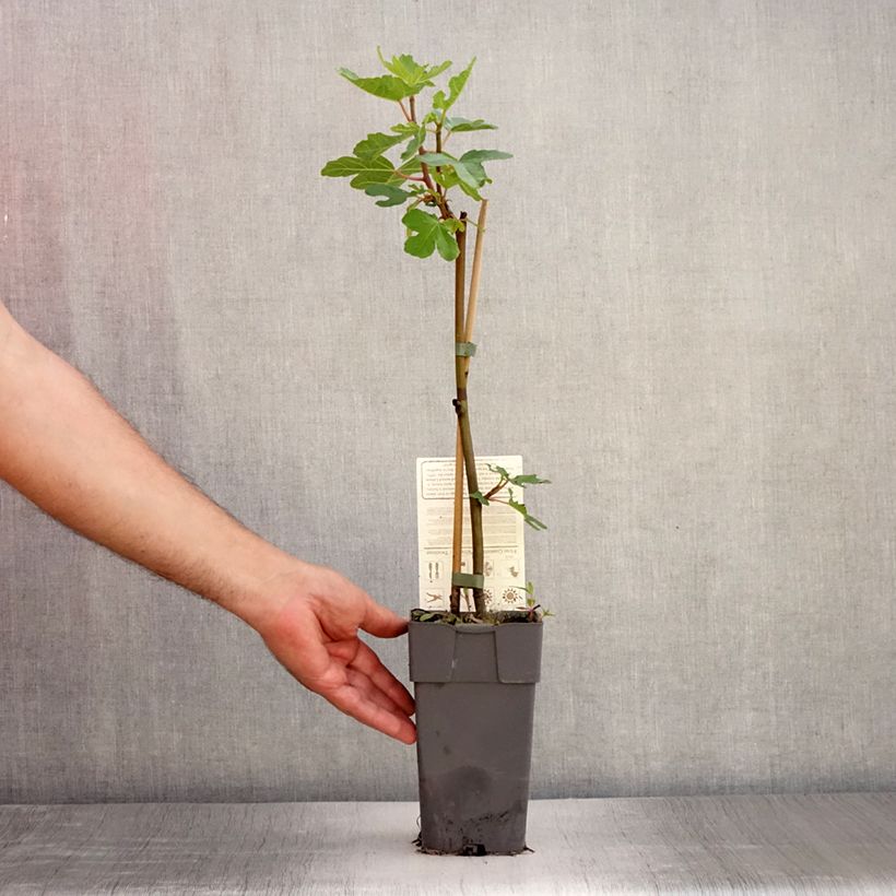Exemplaar van Vijgenboom Gustissimo Perretta - Ficus carica Pot van 2 l/3 l, Struik zoals geleverd in de zomer