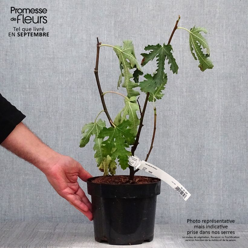 Exemplaar van Vijgenboom Ice Crystal Pot van 4 l/5 l, Onderstam zoals geleverd in de herfst