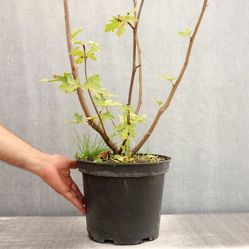 Exemplaar van Vijgenboom Ice Crystal Pot van 4 l/5 l, Struik zoals geleverd in de zomer