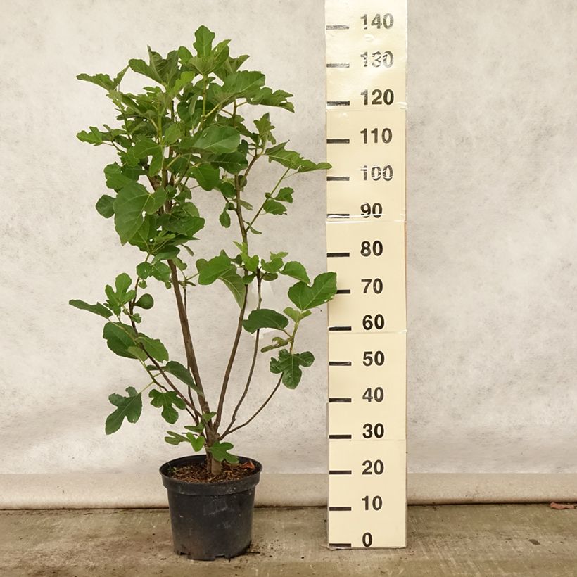 Exemplaar van Vijgenboom Jannot Pot van 7,5 l/10 l, Half-hoge stam zoals geleverd in de zomer