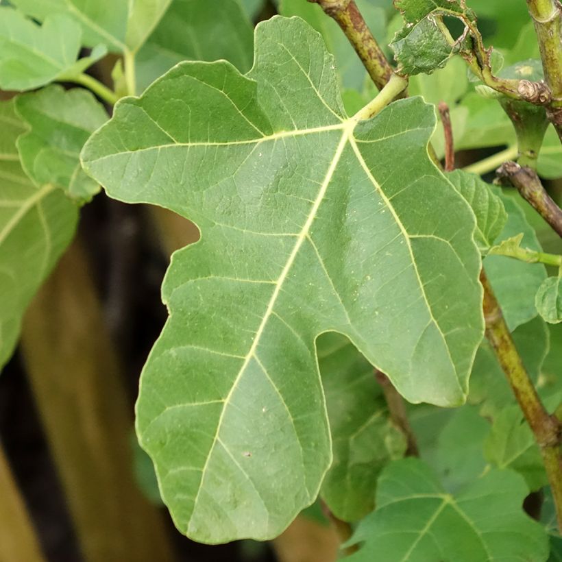 Vijgenboom Jannot (Blad)