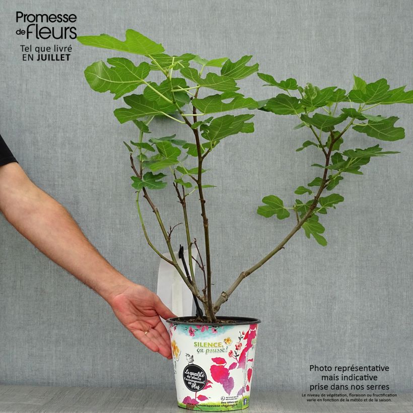Exemplaar van Vijgenboom Jordan Pot van 4 l/5 l, Struik zoals geleverd in de zomer