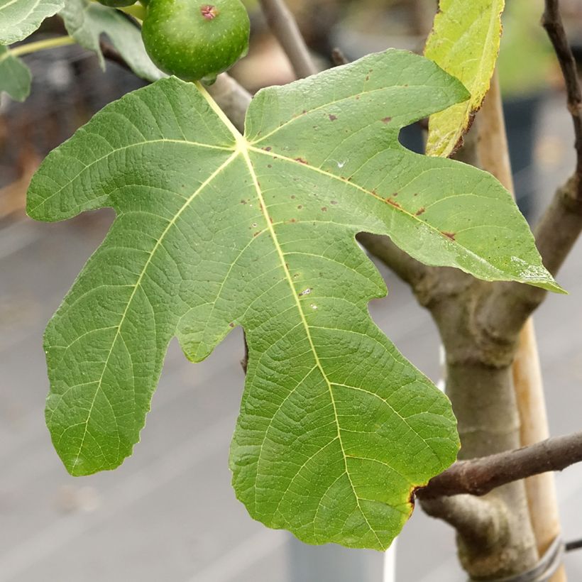 Vijgenboom Longue d'Août (Blad)
