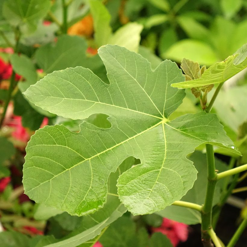 Vijgenboom Madeleine des Deux Saisons (Blad)