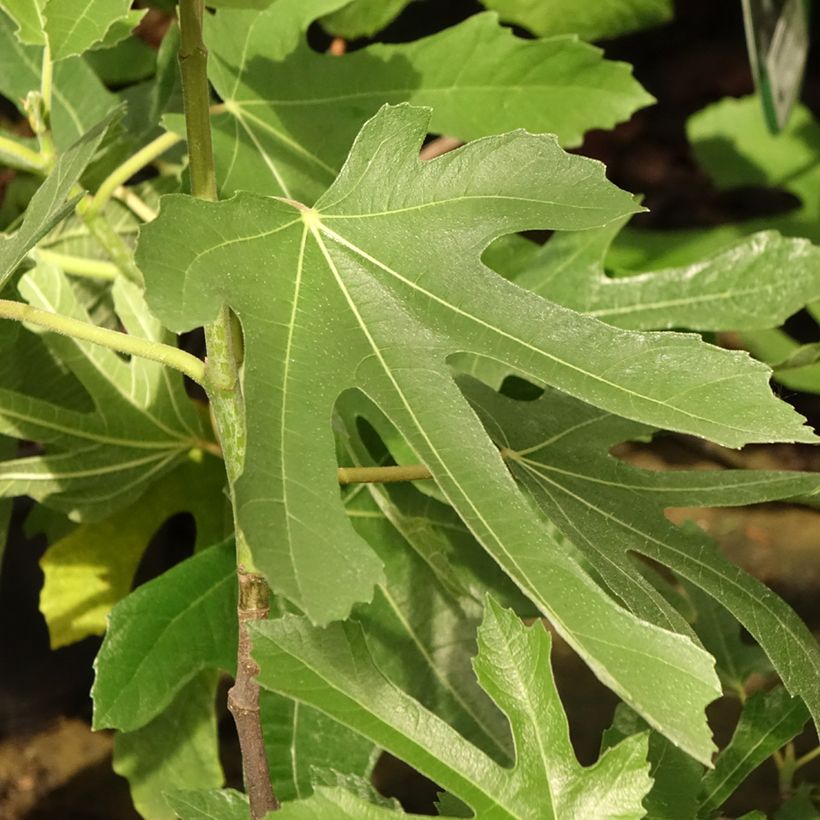 Dwergvijgenboom Figality (Blad)