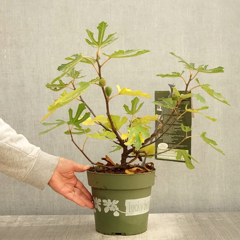 Exemplaar van Figuier nain Lucky Berry - Ficus carica Pot de 4L/5L, Touffe zoals geleverd in de herfst