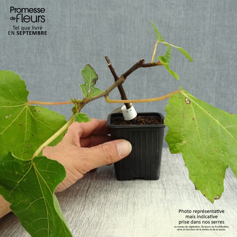 Exemplaar van Vijgenboom Noire de Bellone Kweekpotje van 8/9 cm zoals geleverd in de herfst