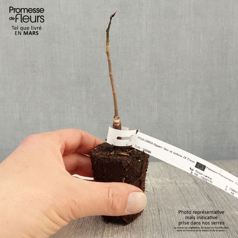 Example of Vijgenboom Noire de Bellone Kweekpotje van 8/9 cm as you get in printemps