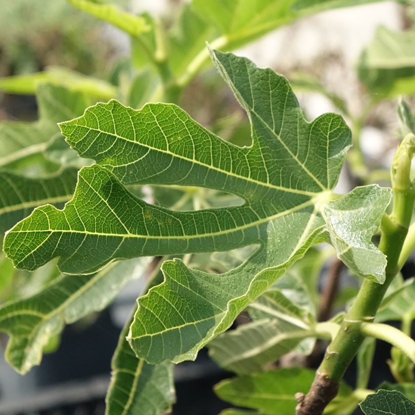 Vijgenboom Noire de Bellone (Blad)