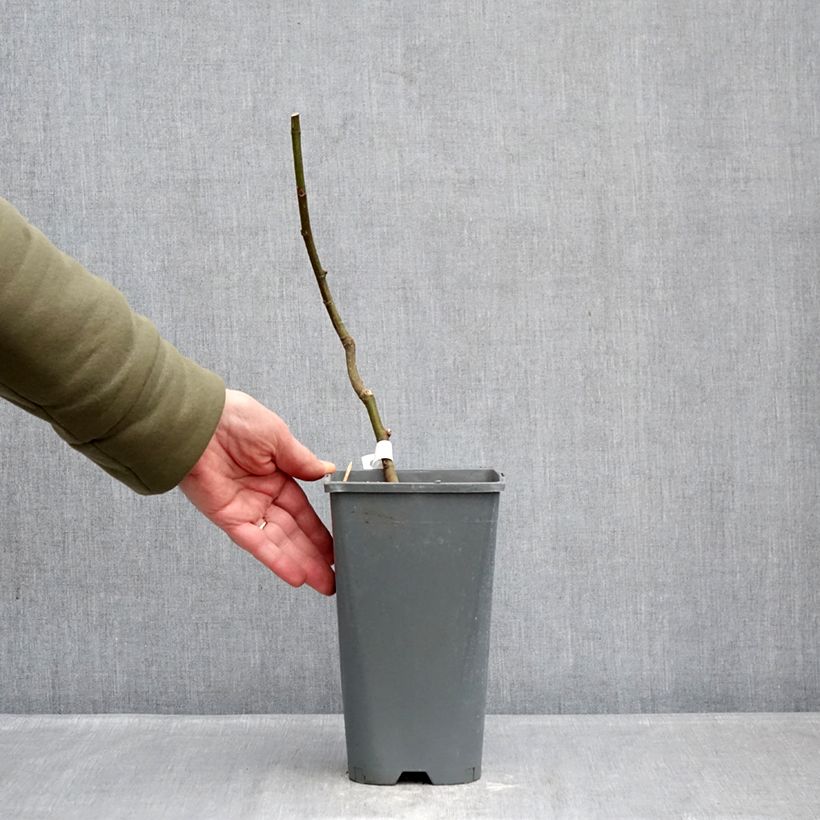 Example of Vijgenboom Noire de Bellone Pot van 3 l/4 l, Struik as you get in hiver