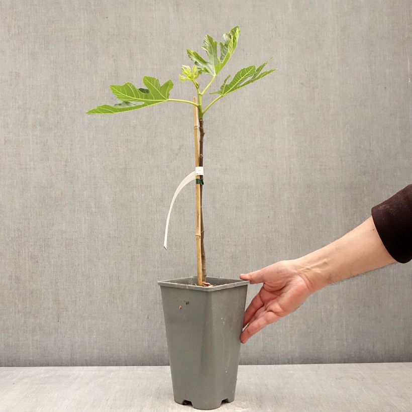 Exemplaar van Vijgenboom Noire de Bellone Pot van 3 l/4 l, Struik zoals geleverd in de lente