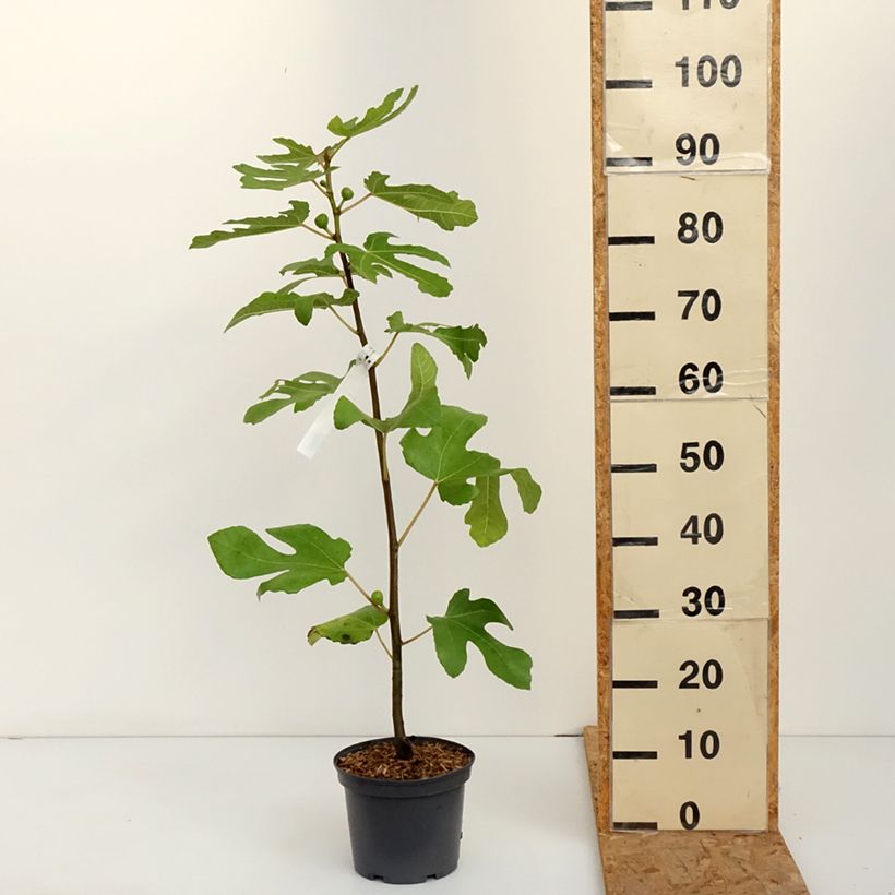 Exemplaar van Vijgenboom Ronde de Bordeaux Pot van 2 l/3 l zoals geleverd in de herfst
